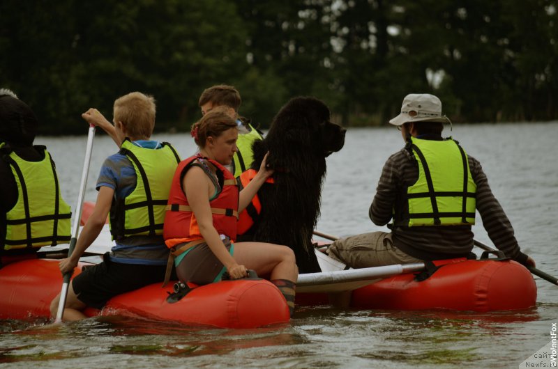 Фото: ньюфаундленд Кипер Соул Лайон Хэерт, Ольга Иванова