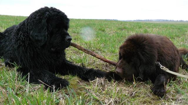 Фото: ньюфаундленд Берта (Berta), ньюфаундленд Пчёлкин Дом Андромеда