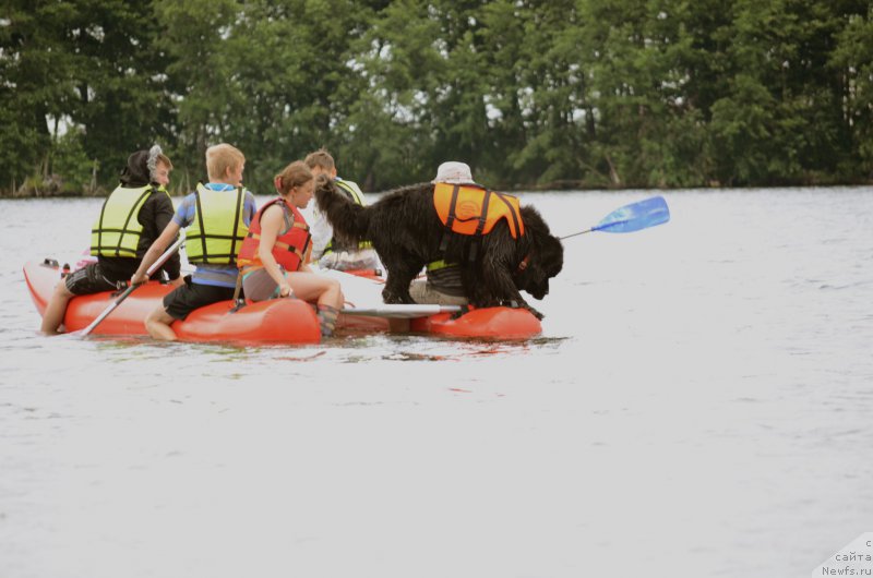 Фото: ньюфаундленд Кипер Соул Лайон Хэерт, Ольга Иванова