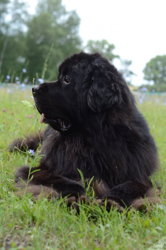 Фото: ньюфаундленд Кипер Соул Лайон Хэерт