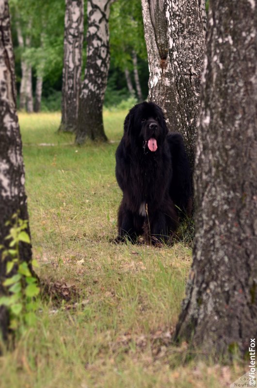 Фото: ньюфаундленд Кипер Соул Лайон Хэерт