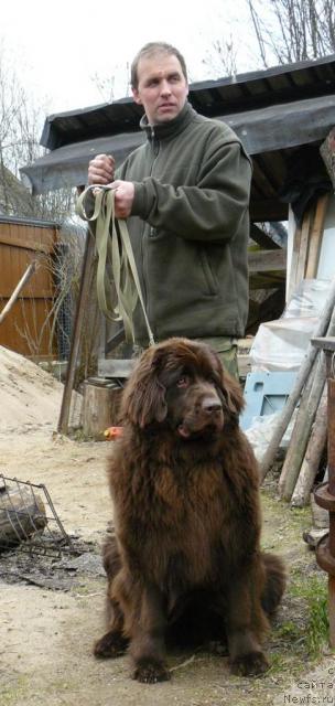 Фото: ньюфаундленд Пчёлкин Дом Андромеда, Алексей Заваруев