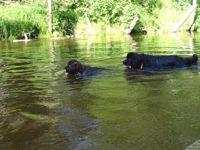 Фото: ньюфаундленд Ньюфорт Вивиан, ньюфаундленд Барышня