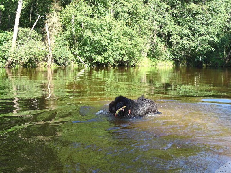 Фото: ньюфаундленд Ньюфорт Вивиан, ньюфаундленд Барышня