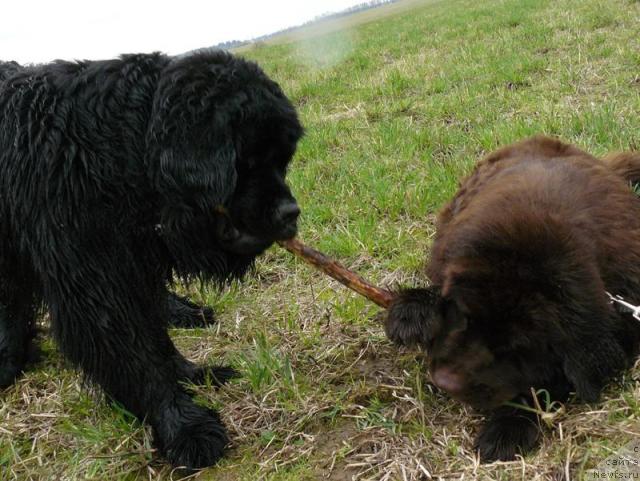 Фото: ньюфаундленд Берта (Berta), ньюфаундленд Пчёлкин Дом Андромеда