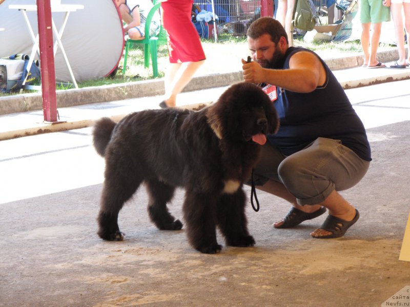Фото: ньюфаундленд Сент Джонс Нашенал Прайд