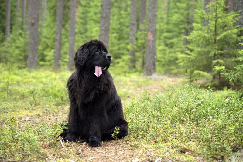 Фото: ньюфаундленд New Beothuks Gold for Smigar