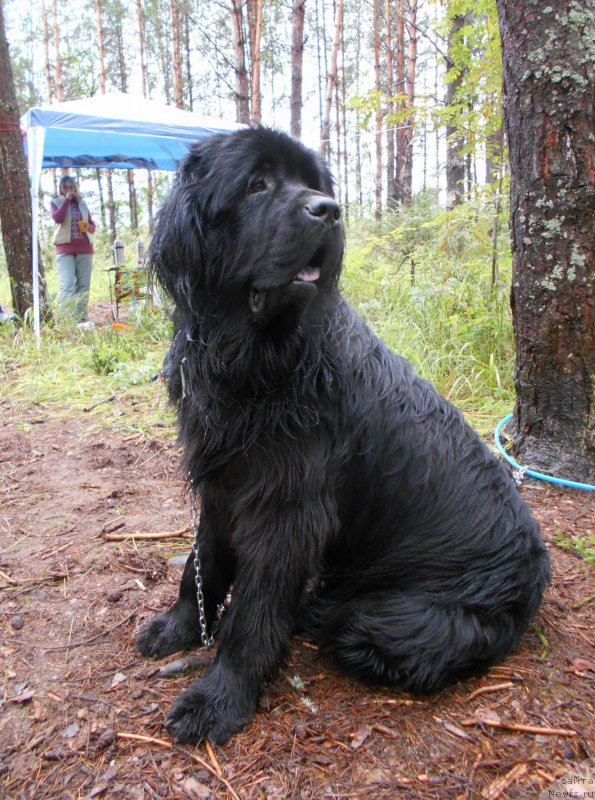 Фото: ньюфаундленд Ургун из Племени Кедра