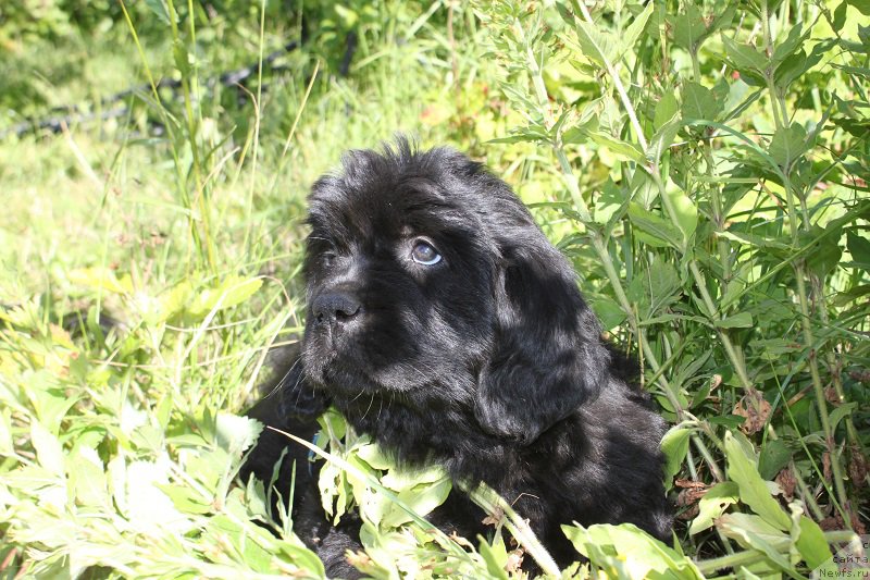 Фото: Аделия из Академии Шоколада, ньюфаундленд Фееричная Фортунатусси с Берега Дона (Feerichnaja Fortunatussi s Berega Dona)