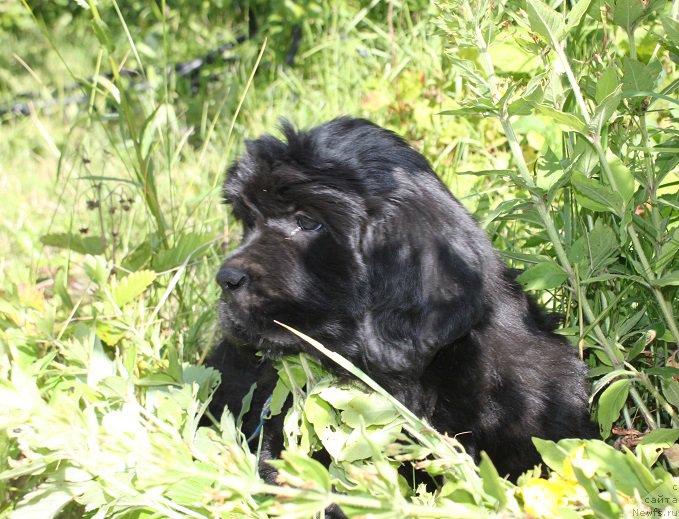 Фото: Аделия из Академии Шоколада, ньюфаундленд Фееричная Фортунатусси с Берега Дона (Feerichnaja Fortunatussi s Berega Dona)