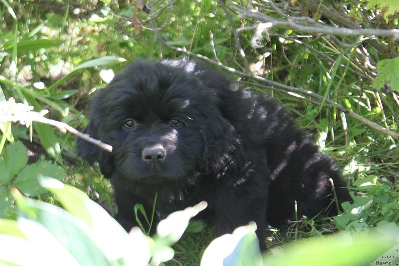 Фото: Атланта из Академии Шоколада, ньюфаундленд Фееричная Фортунатусси с Берега Дона (Feerichnaja Fortunatussi s Berega Dona)