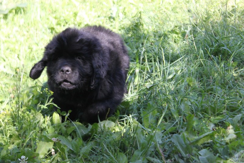 Фото: Арнольд из Академии Шоколада, ньюфаундленд Фееричная Фортунатусси с Берега Дона (Feerichnaja Fortunatussi s Berega Dona)