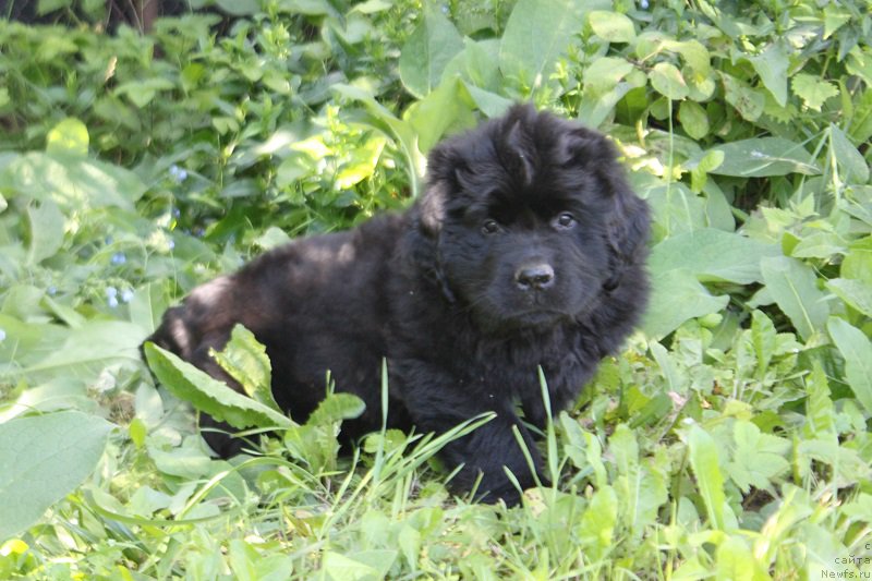 Фото: Арнольд из Академии Шоколада, ньюфаундленд Фееричная Фортунатусси с Берега Дона (Feerichnaja Fortunatussi s Berega Dona)