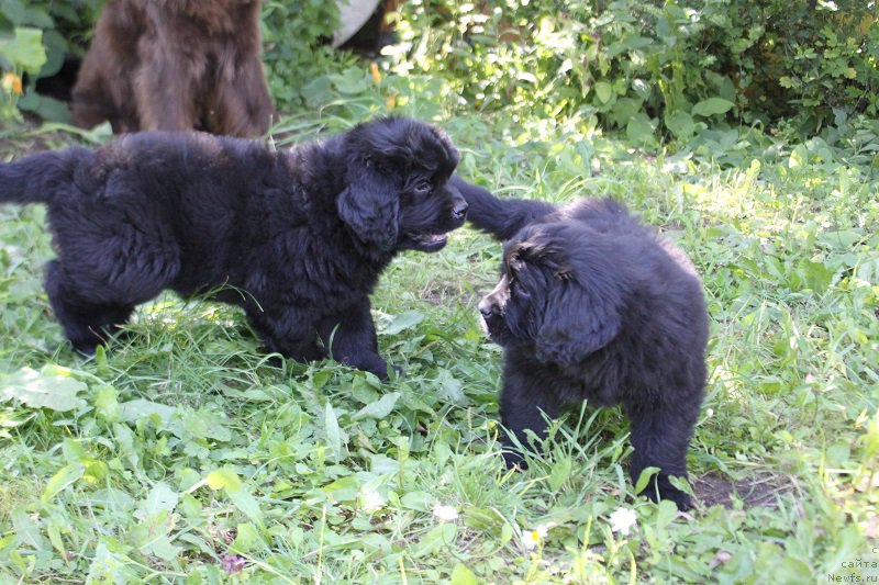 Фото: щенки Джаза и, ньюфаундленд Фееричная Фортунатусси с Берега Дона (Feerichnaja Fortunatussi s Berega Dona)