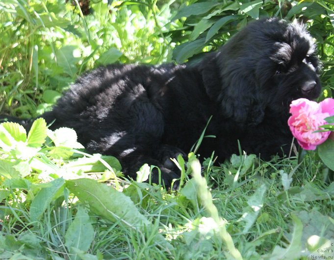Фото: Атланта из Академии Шоколада, ньюфаундленд Фееричная Фортунатусси с Берега Дона (Feerichnaja Fortunatussi s Berega Dona)