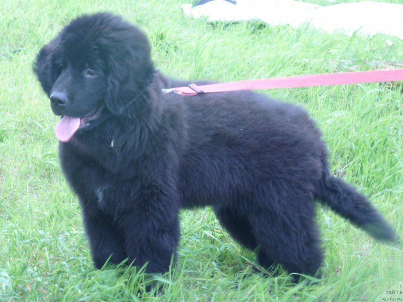 Фото: ньюфаундленд Наследник Империи