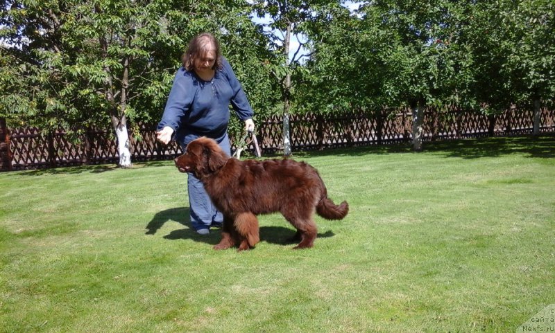 Фото: ньюфаундленд Парис Браун Элерон