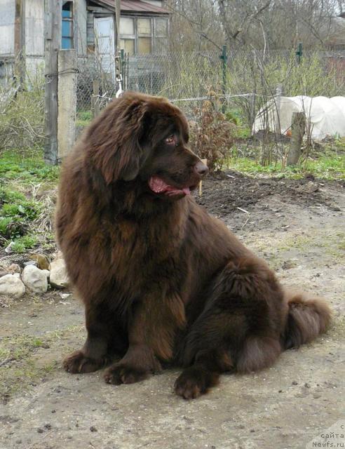 Фото: ньюфаундленд Пчёлкин Дом Андромеда