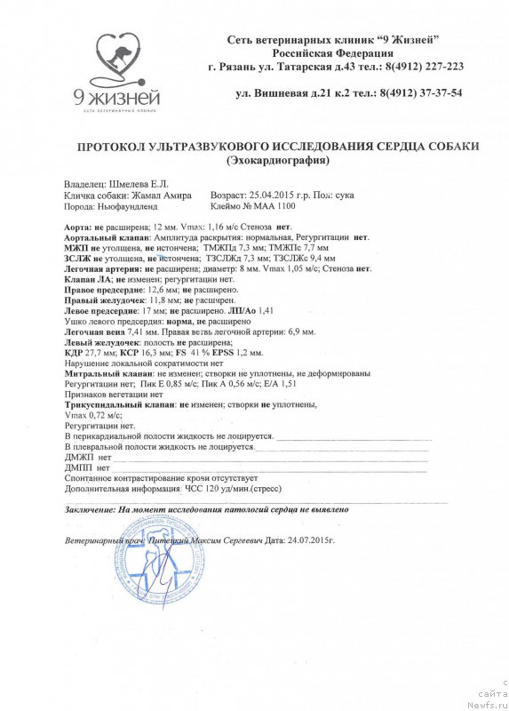 Фото: ньюфаундленд Браунблад МСК Жамал Амира