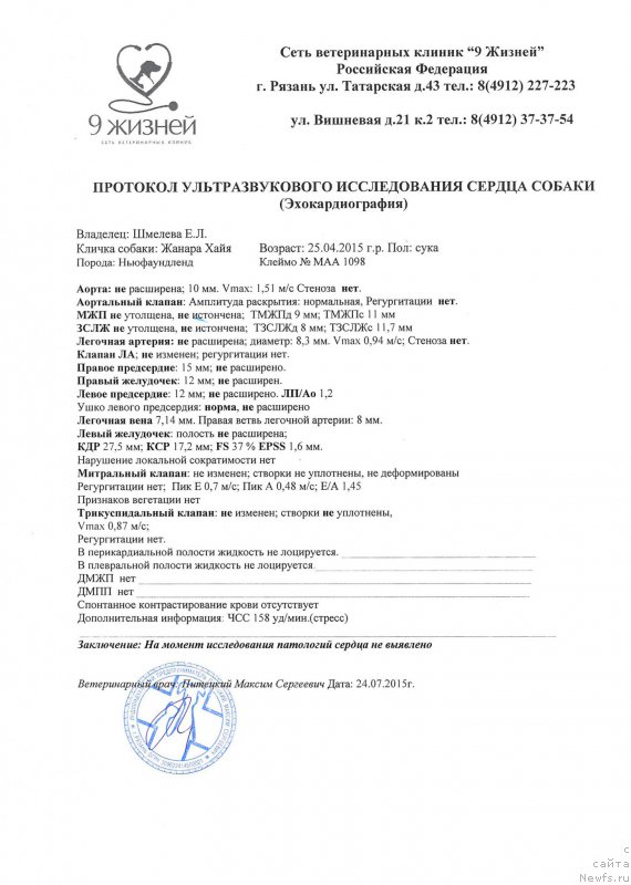 Фото: ньюфаундленд Браунблад МСК Жанара Хайя (Brownblood MSK Zhanara Haya)