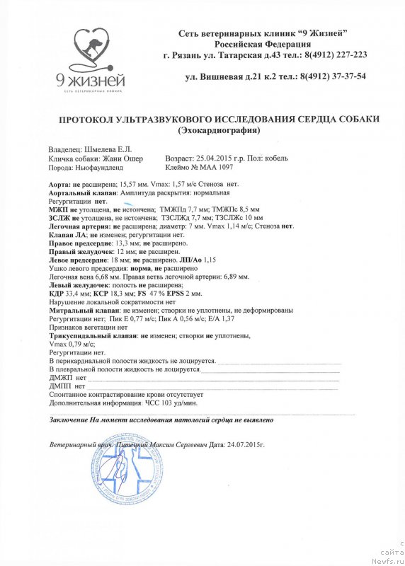 Фото: ньюфаундленд Браунблад МСК Жани Ошер (Brownblood MSK Zhani Osher)