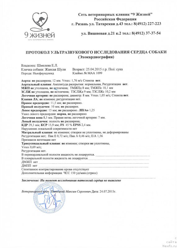 Фото: ньюфаундленд Браунблад МСК Жансая Шули (Brownblood MSK Zhansaya Shuli)