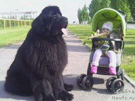 Фото: ньюфаундленд Ньюфорт Шум Прибоя