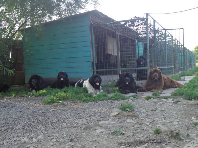 Фото: Альбина Малинина, ньюфаундленд Ньюфорт Ю'Северино