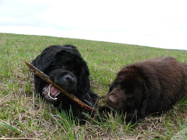 Фото: ньюфаундленд Берта (Berta), ньюфаундленд Пчёлкин Дом Андромеда