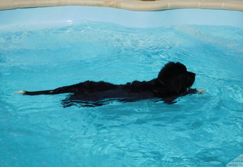 Фото: ньюфаундленд Супер Премиум Скандинавия