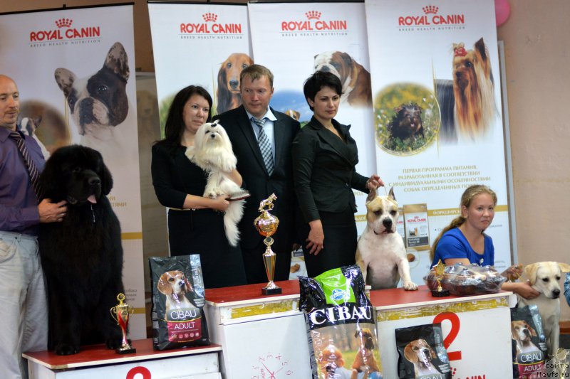 Фото: ньюфаундленд Назар Вятский Медведь (Nazar Vyatskiy Medved)