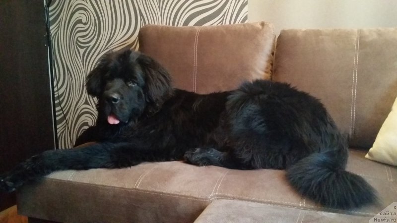 Фото: ньюфаундленд Ланкастер