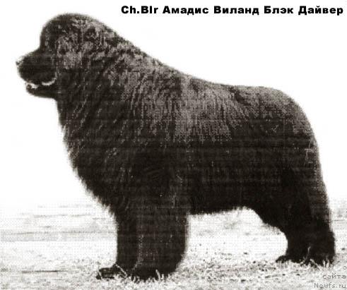 Фото: ньюфаундленд Амадис Виланд (Amadis Viland)