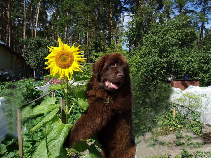 Фото: ньюфаундленд Ньюфорт Вивиан