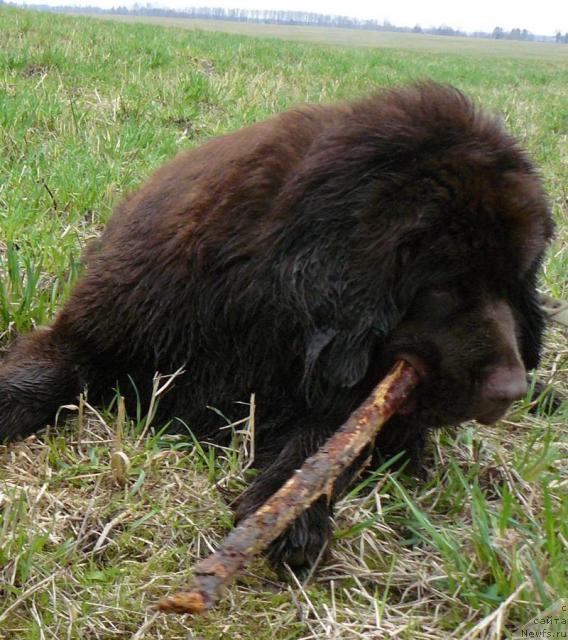 Фото: ньюфаундленд Пчёлкин Дом Андромеда