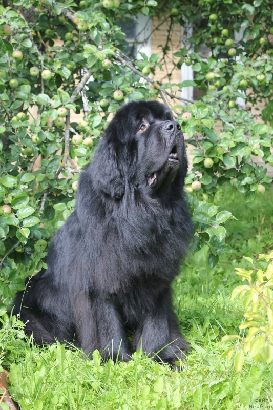 Фотография № 187632