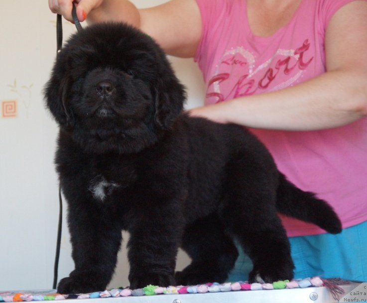 Фото: ньюфаундленд Супер Премиум Уникуе Ладу (Super Premium Unique Lady)