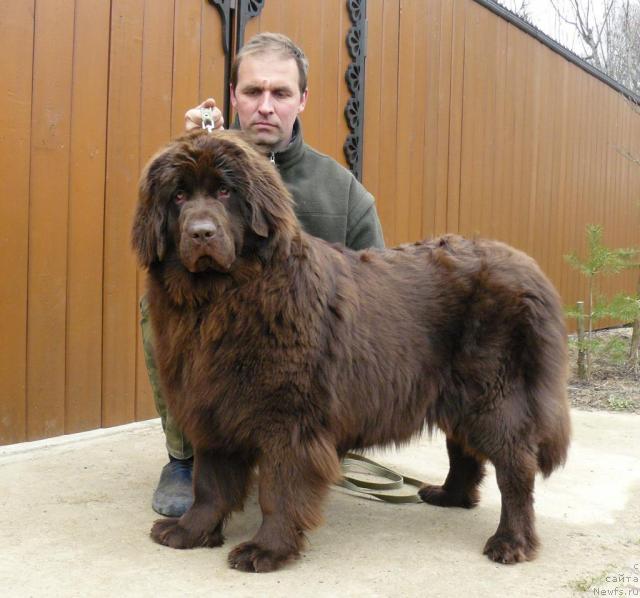 Фото: ньюфаундленд Пчёлкин Дом Андромеда, Алексей Заваруев