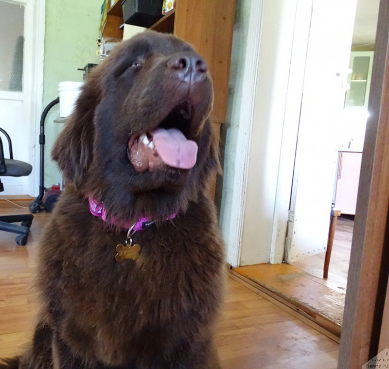 Фото: ньюфаундленд Ньюфорт Вивиан