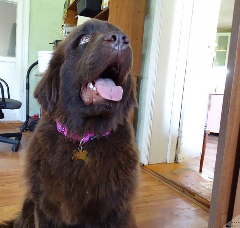 Фото: ньюфаундленд Ньюфорт Вивиан