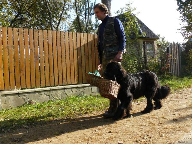 Фото: Алексей Заваруев, ньюфаундленд Берта (Berta)