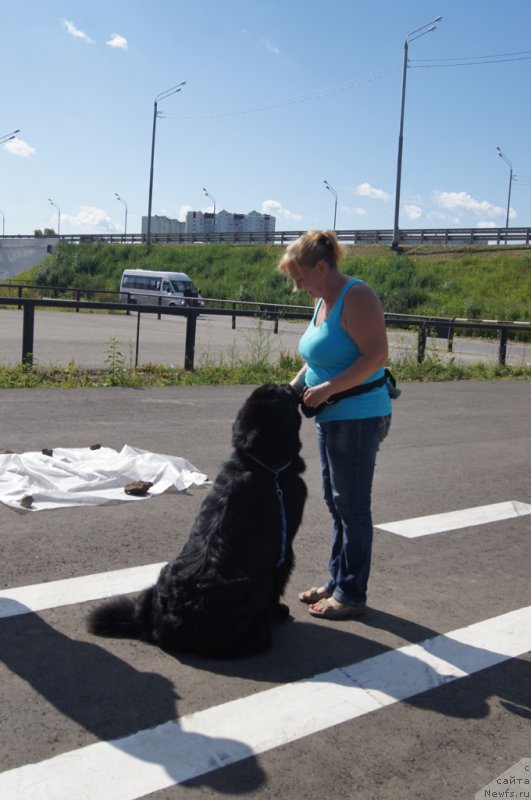 Фото: Антонина Чигвинцева, ньюфаундленд Топтыжка Герой Нашего Времени (Toptyzhka Geroy Nashego Vremeni)