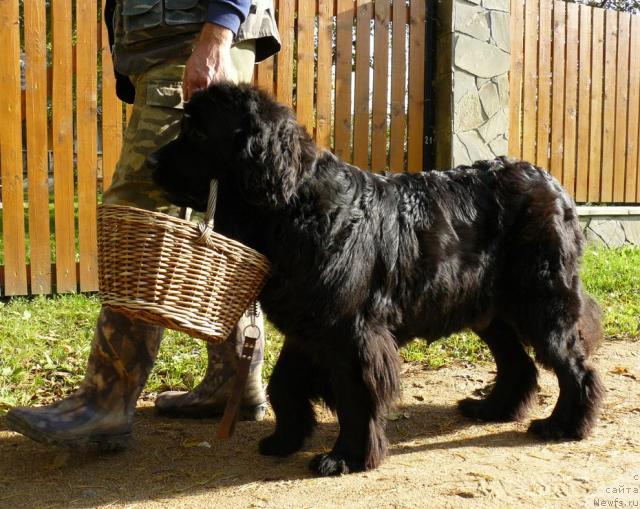 Фото: ньюфаундленд Берта (Berta)