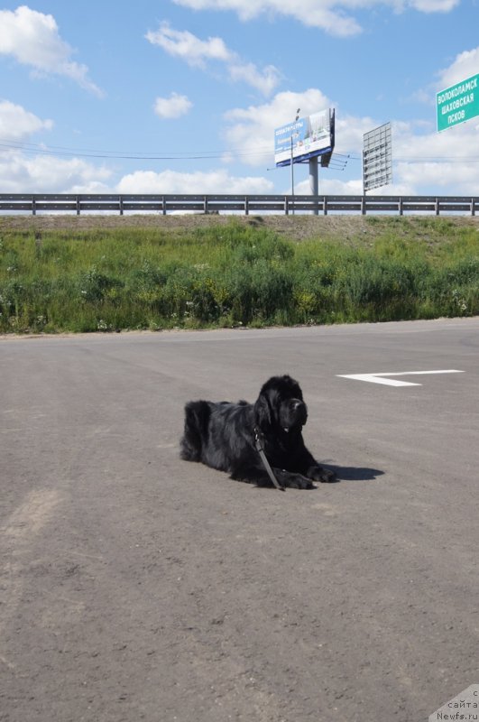 Фото: ньюфаундленд Белкондер-Клаб Угли-Бугли (Belkonder-Club Ugli-Boogli)