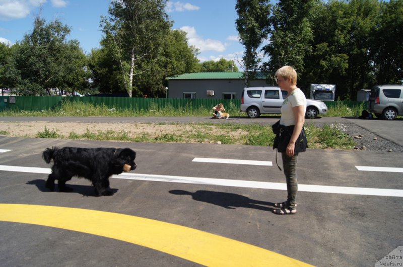 Фото: Лариса Кутина, ньюфаундленд Белкондер-Клаб Угли-Бугли (Belkonder-Club Ugli-Boogli)