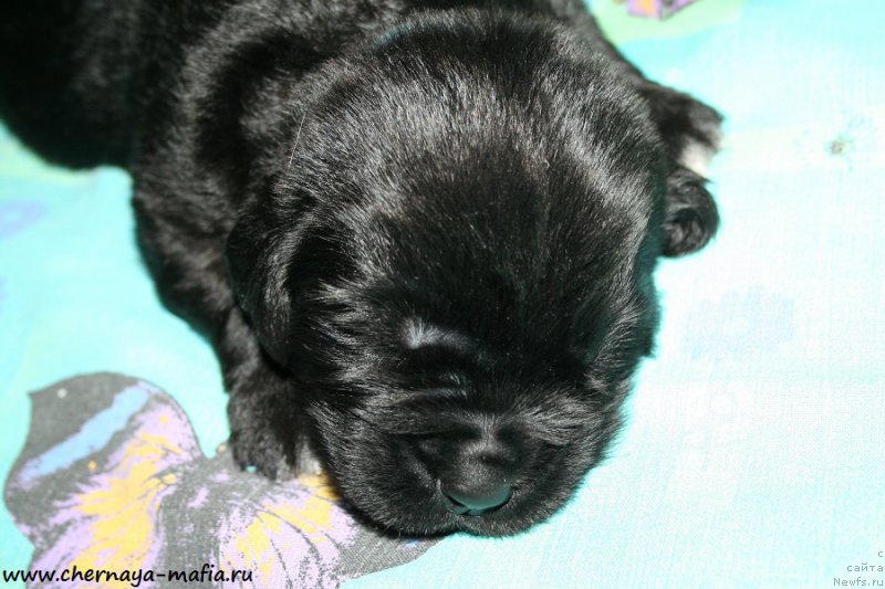 Фото: ньюфаундленд Черная Мафия Аллуринг Проспект (Chernaya Mafia Аlluring Prospect)