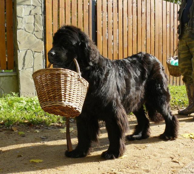Фото: ньюфаундленд Берта (Berta)