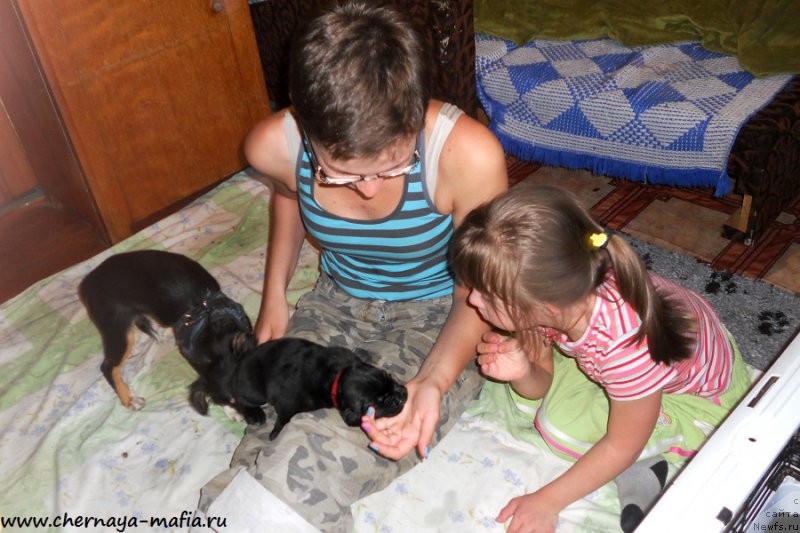 Фото: ньюфаундленд Черная Мафия Асе ин тхе Холе (Chernaya Mafia Ace in the Hole), Ольга Соболева