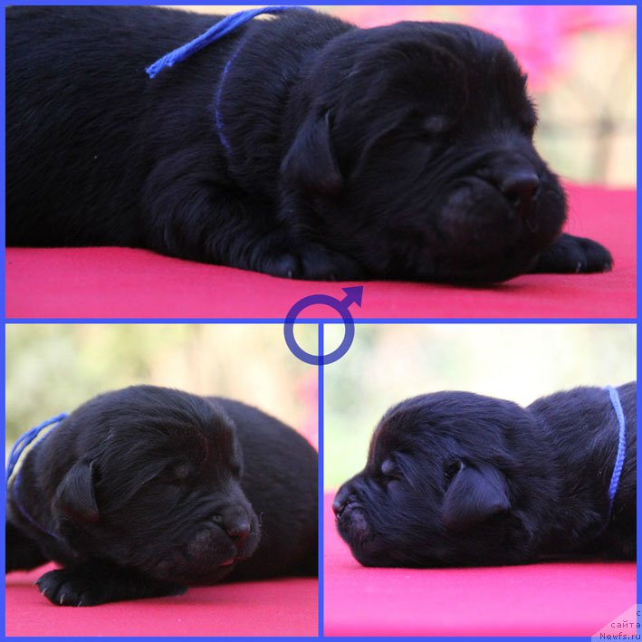 Фото: ньюфаундленд Жюстин с Берега Дона (Zhustin s Berega Dona)