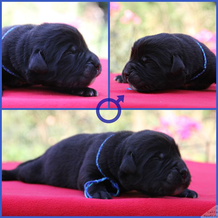 Фото: ньюфаундленд Жерар с Берега Дона (Zherar s Berega Dona)